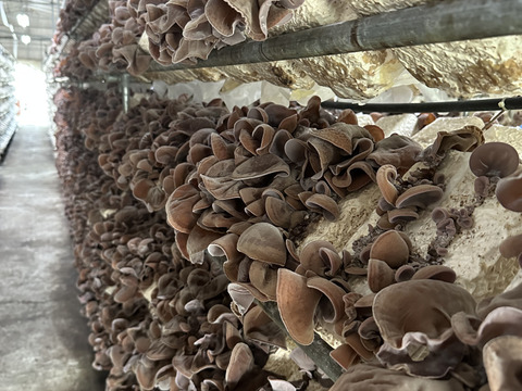 【食べ比べ】コリコリ★プリプリ☆徳島県産乾燥きくらげ白黒30g×6