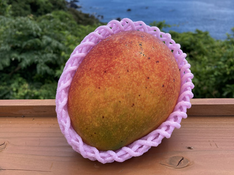 屋久然マンゴー【アップルマンゴー】　約１キロ（２〜３ケ）【栽培中農薬不使用マンゴー】