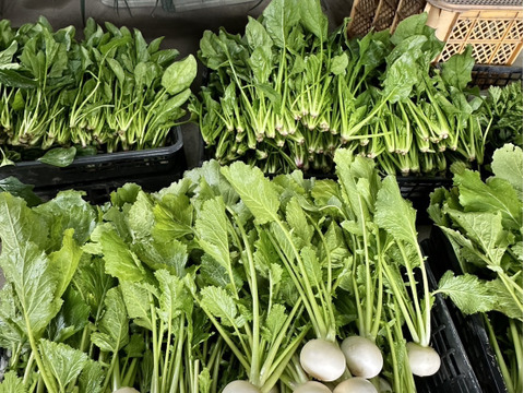 【農家直送】朝採れ野菜セット🥬 新鮮野菜詰め合わせ 丹波産 産地直送 野菜セット