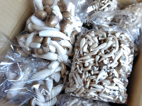 朝採り！④"ぶなしめじバラエティーパック!!"