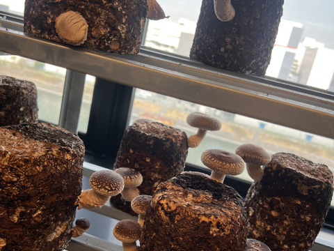 【お得用！】大田区で収穫！東京福しいたけ　サイズミックス(500g・袋包装)