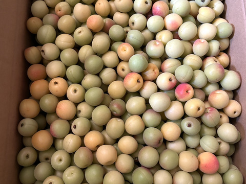 素晴らしい価格 七折小梅L 七折産5kg常温陸送便：愛媛県産の七折｜食べチョク 果物