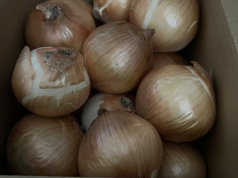 新玉ねぎ5kg🅱️🧅淡路島極熟玉葱　今が旬‼️ 特別栽培農産物　シャーロットオニオン