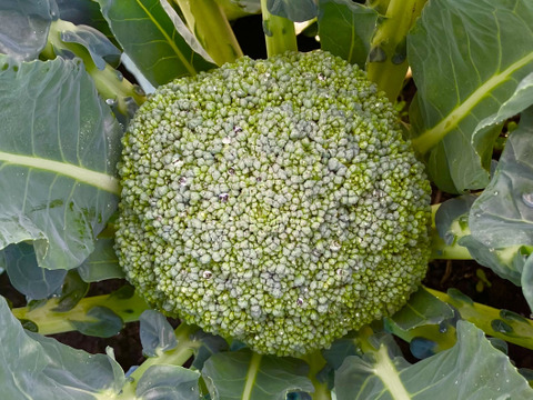 【朝どれ直送】ブロッコリー4玉と季節のお野菜おまけつき❗️