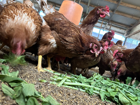 【2025福袋】大きさ色々！平飼い飛鳥の卵の福袋！38個