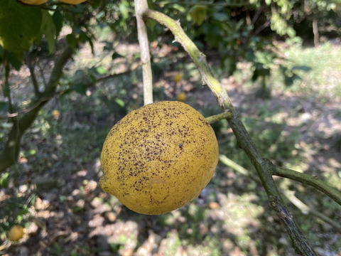 無・レモン C級品(1.8kg)