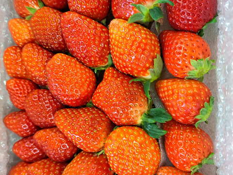 トクトク🍓いちごの宝石箱
朝摘み完熟❤️酵素栽培のこだわりいちご
【いちご食べ比べ】
（１月中下旬〜２月発送）