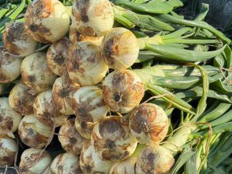 【予約】生産農家直送 淡路島産ブランド新玉ねぎ 『にじたま』超極早生品種 9kgダンボール入り（ご家庭用・30個前後） 使いやすいM・L・2L混在！≪水分量No1!!≫◎特別栽培　2月末頃から順次発送