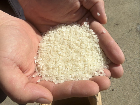 大定番！！【令和8年度 新米】茨城県産コシヒカリ精米10kg 農家直送