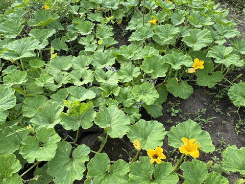 【夏ギフト】夏野菜詰め合わせセット　旬の茄子ナス＆ほっこりかぼちゃなどなど　農薬不使用・半自然農法で丁寧に育てた野菜たちをお届けいたします。