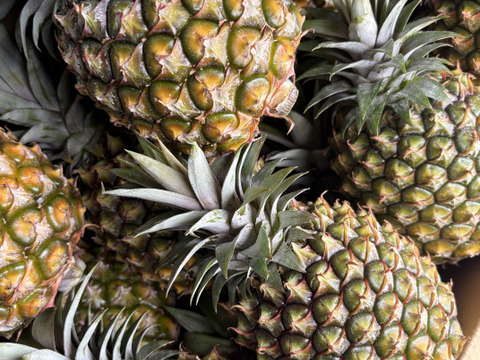 石垣島産「ゴールドバレル」5玉セット(小玉サイズ)