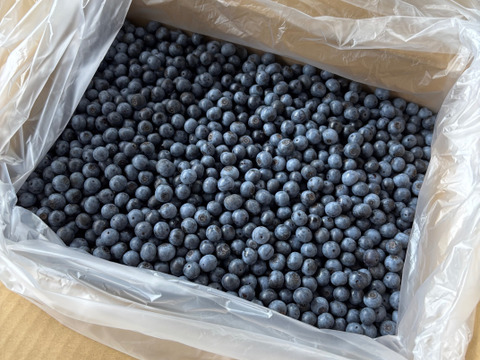 【大中粒・完熟甘～い】つくば産 冷凍ブルーベリー ５kg　ラビットアイ系ティフブルー