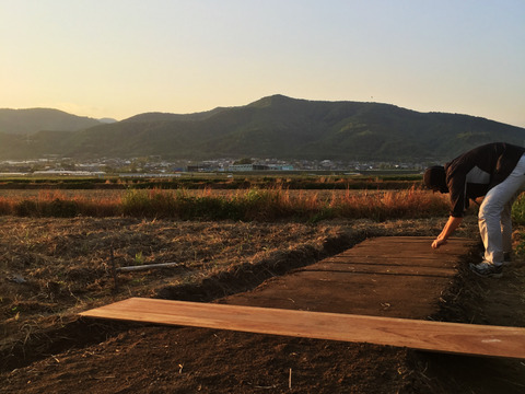 【お試し】精米後発送！R５年徳島県産アキサカリ900g（玄米時の重量です。精米時は１割程重量が減ります。）