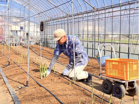 自然の恵みいっぱい雪国アスパラガス M〜L 800g