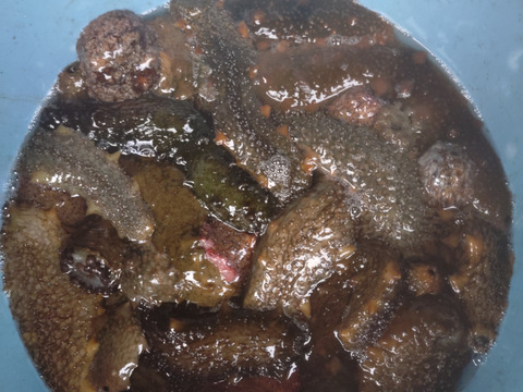 陸奥湾産青ナマコ約1キロ（札幌〜関東圏限定）東北以外は午前指定不可