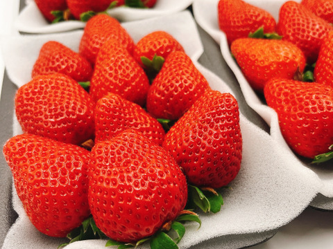 【旬割-500円】【さちのか】4P!山の斜面で十分な日光を浴びたビタミンCたっぷり苺！1kg