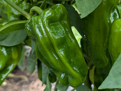 【栽培期間中　農薬不使用】お子様たちから大絶賛！プリプリのピーマン（60サイズの箱に入るだけ！）
