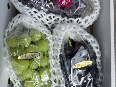 3種親子共演セット！超希少新品種富士の輝、マスカットノワール入り　シャインマスカットの子　3種3房合計1.5キロ以上