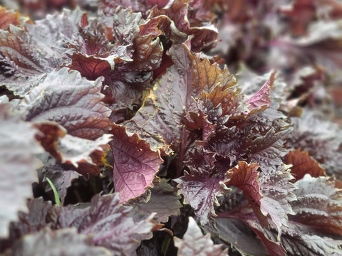 農薬、化学肥料不使用！香り豊かな赤紫蘇！1㎏