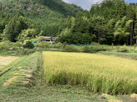 山の湧き水と豊かな自然で農薬•除草剤•化学肥料を使用せずに育ったおいしいお米(いのちの壱)
