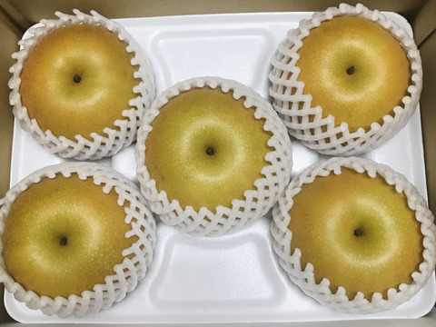 【幸水梨 大玉】甘い‼️まるで梨ジュース✨️贈答用約2.5kg (4~6個入) ひとつひとつ色付きを確認して樹上完熟で収穫します😋鮮度を保つため早朝に収穫しクール便でお届け🚚【夏ギフト】