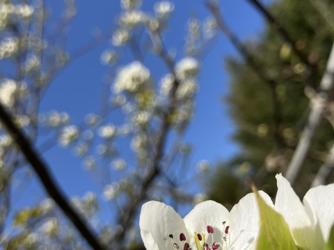 【みどり認定農家】鳥取県産『二十世紀梨』3キロ(8玉入り)