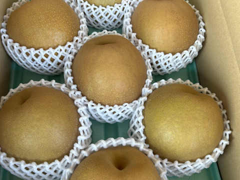 栃木県産 ご家庭用 王秋梨 5kg 6〜9玉入り：栃木県産の王秋｜食べ