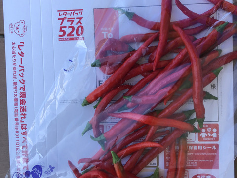 赤唐辛子　フレッシュ　500g　農薬不使用