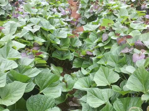 【絶品！自信作】長期貯蔵オーガニック種子島産安納芋4kg