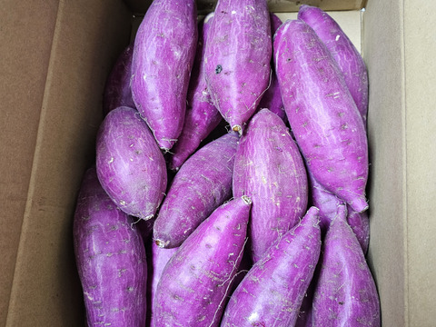 2024年12月品評会の全さつまいもで1番の賞を受賞‼︎ さつまいも（紅はるか）【新物】Mサイズ　5kg