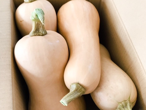 【農薬不使用栽培】バターナッツカボチャ４キロ