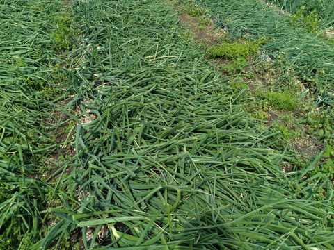 甘くてみずみずしい　早生玉ねぎ　5キロ