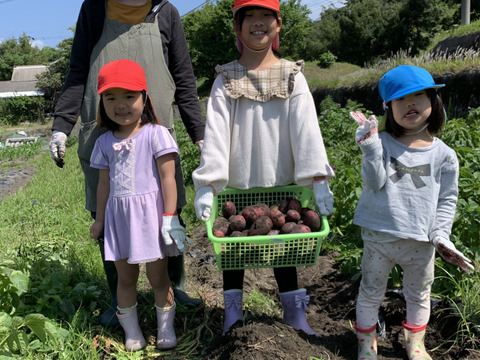 新物！デストロイヤー！2キロ即日配送