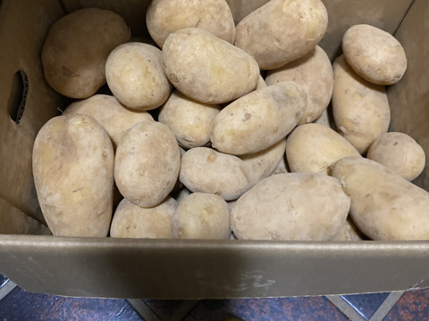 沖永良部島産じゃがいも　５キロ