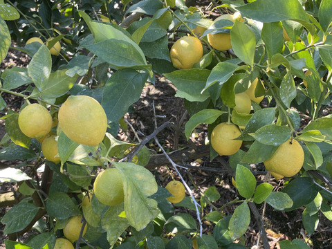 【レモン・3㎏】和歌山有田産！まる隆果樹園のレモン