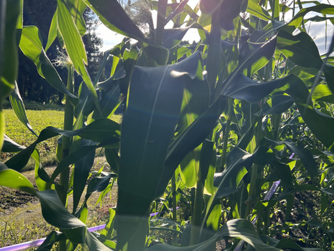 山形の大和ルージュ5本入り