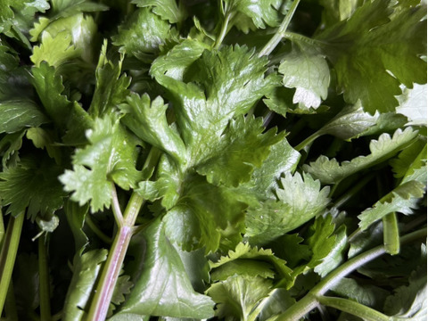 パクチー　コリアンダー　500g  群馬県東吾妻町産