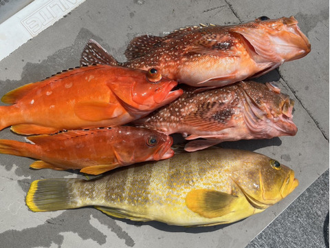 明日朝まで限定！捕れたて！カサゴ・アカハタ・アオナ 約3kgオーバー 長崎県対馬市(内臓・鱗処理済)