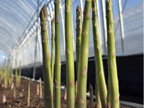 【受賞記念&登録記念SELE🎊】極太(A2L)のみ｜1.0kg｜那須塩原産アスパラガス｜朝採れ｜じゅわっと春を感じる