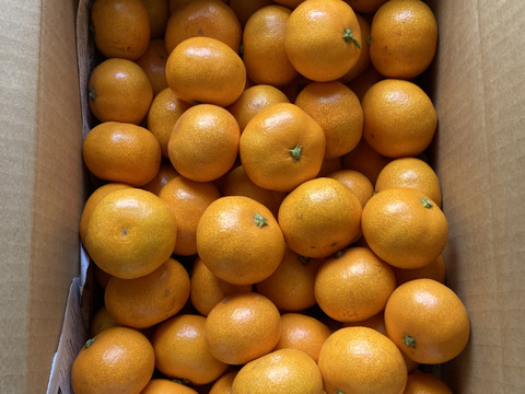 食べ始めると止まらない広島産いしじミカン 小玉 5kg