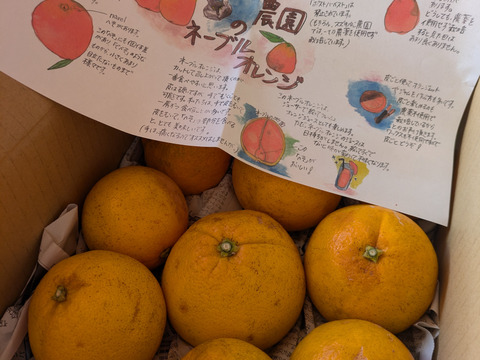 農薬不使用　ネーブルオレンジ2kg