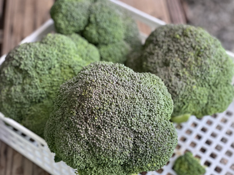 農薬不使用・栄養たっぷり『ブロッコリー🥦』重量分たっぷり詰めます！