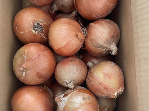 玉ねぎ5kg🅱️🧅淡路島極熟玉葱　シャーロットオニオン　玉ねぎ大国淡路島からのたまねぎ
