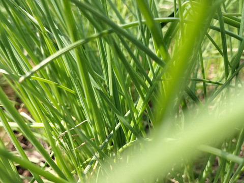 食べて美味しい野草５種のセット　野菜セット