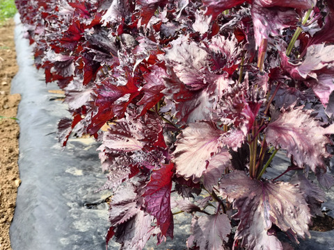 赤紫蘇800ｇ★期間限定　パチャママ農園　赤しそ“天神赤しそ”　梅干し作りや紫蘇ジュース　梅