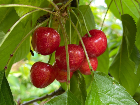 【小夏】🍒１キロ🍒【ジャムやさくらんぼ酒にもどうぞ】【しっかりとした酸味】【うちのフルーツの中で一番最初に収穫】【さくらんぼ】【レア品種✨】6/9まで