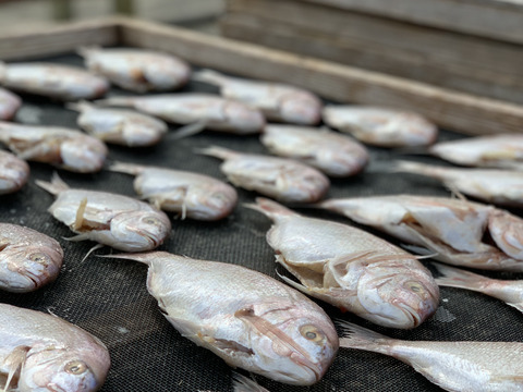 【海鮮の福袋】生シラスの沖漬けや干物など５種類！ごはんのおかずにぴったり！