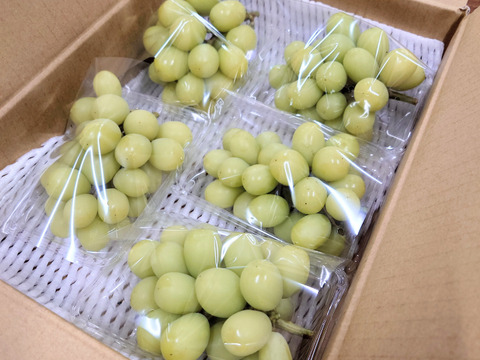 【今だけ訳アリお買い得】シャインマスカット１．８ｋｇ箱(５パック入り)