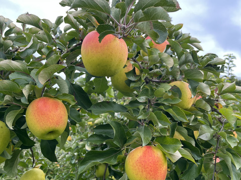 《予約商品》１１月上旬  訳あり ぐんま名月  3キロ箱 7～11玉 長野県産