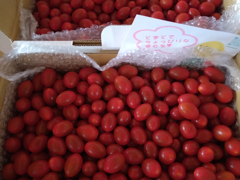 高糖度ミニトマト「あまりこ」2kg箱詰め